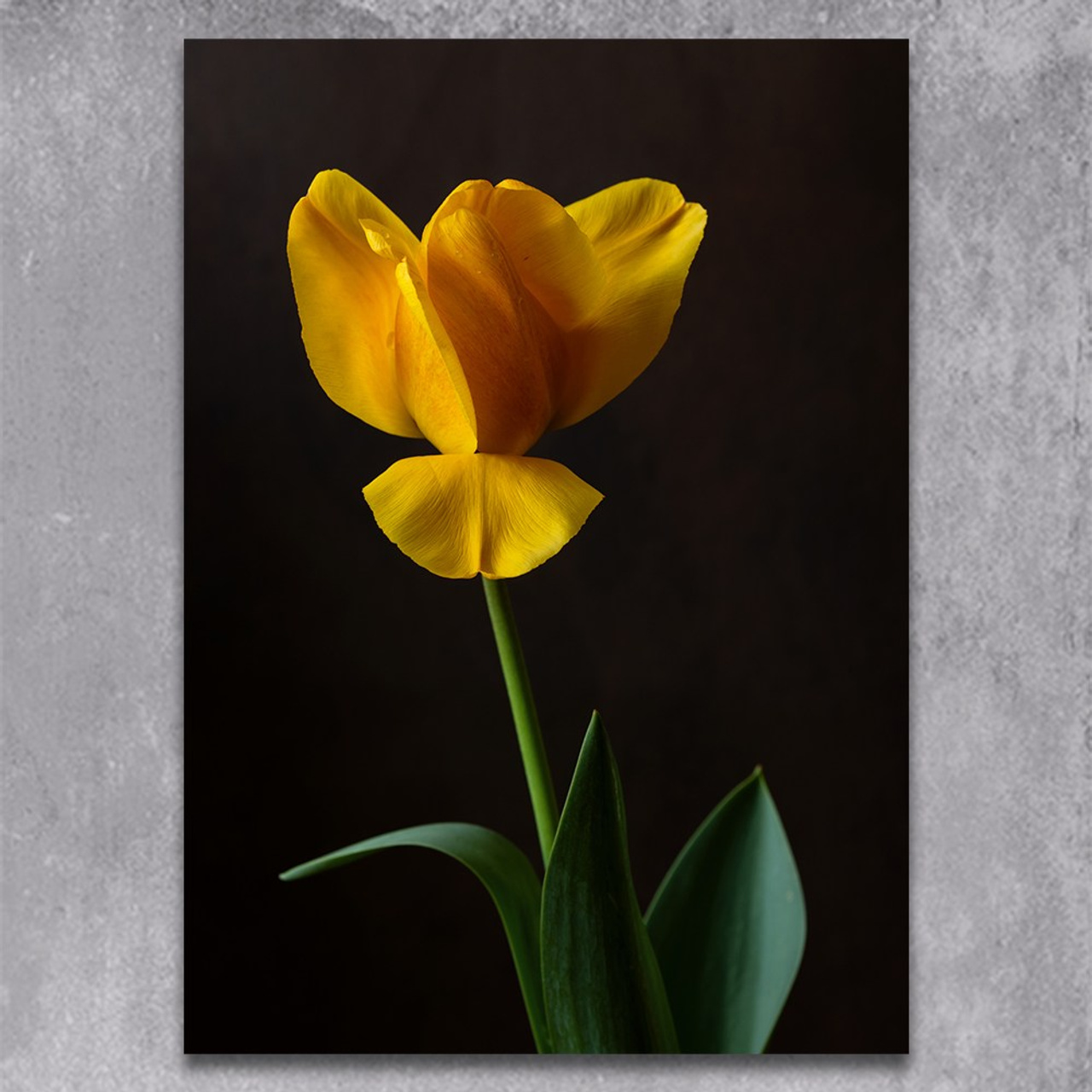 Butterfly. Author’s fine art prints with international delivery