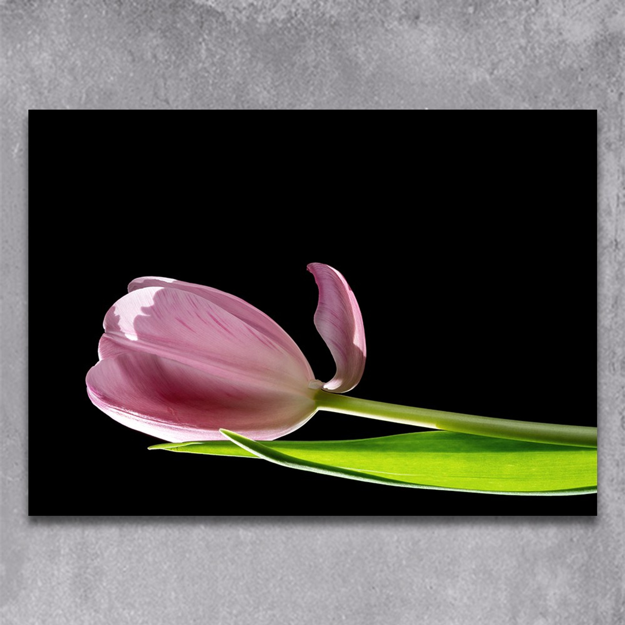 Petal of Spring. Author’s fine art prints with international delivery