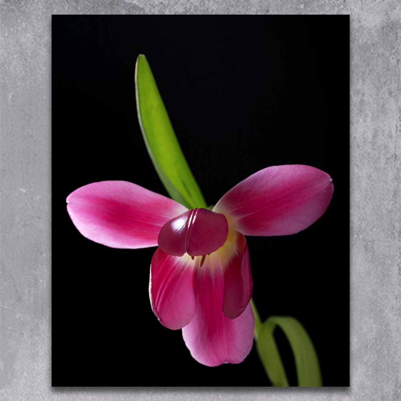 Samurai Grace. Author’s fine art prints with international delivery