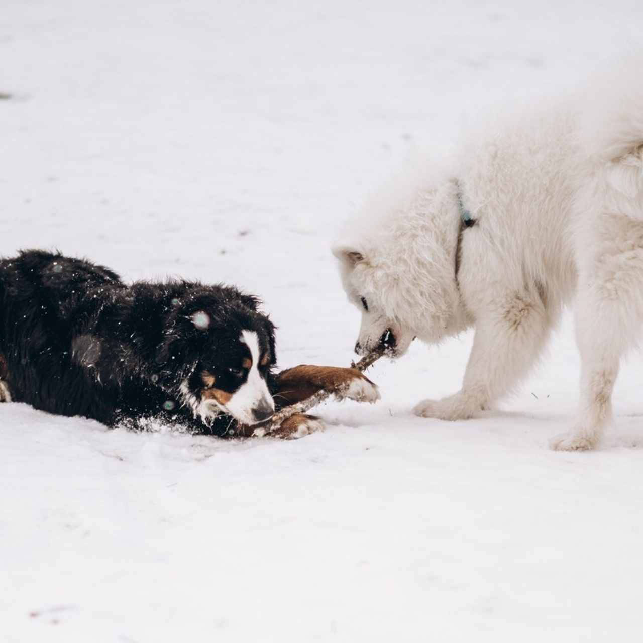 Профессиональный фотограф Таня Позняк Новополоцк Полоцк — tanyasavr.by