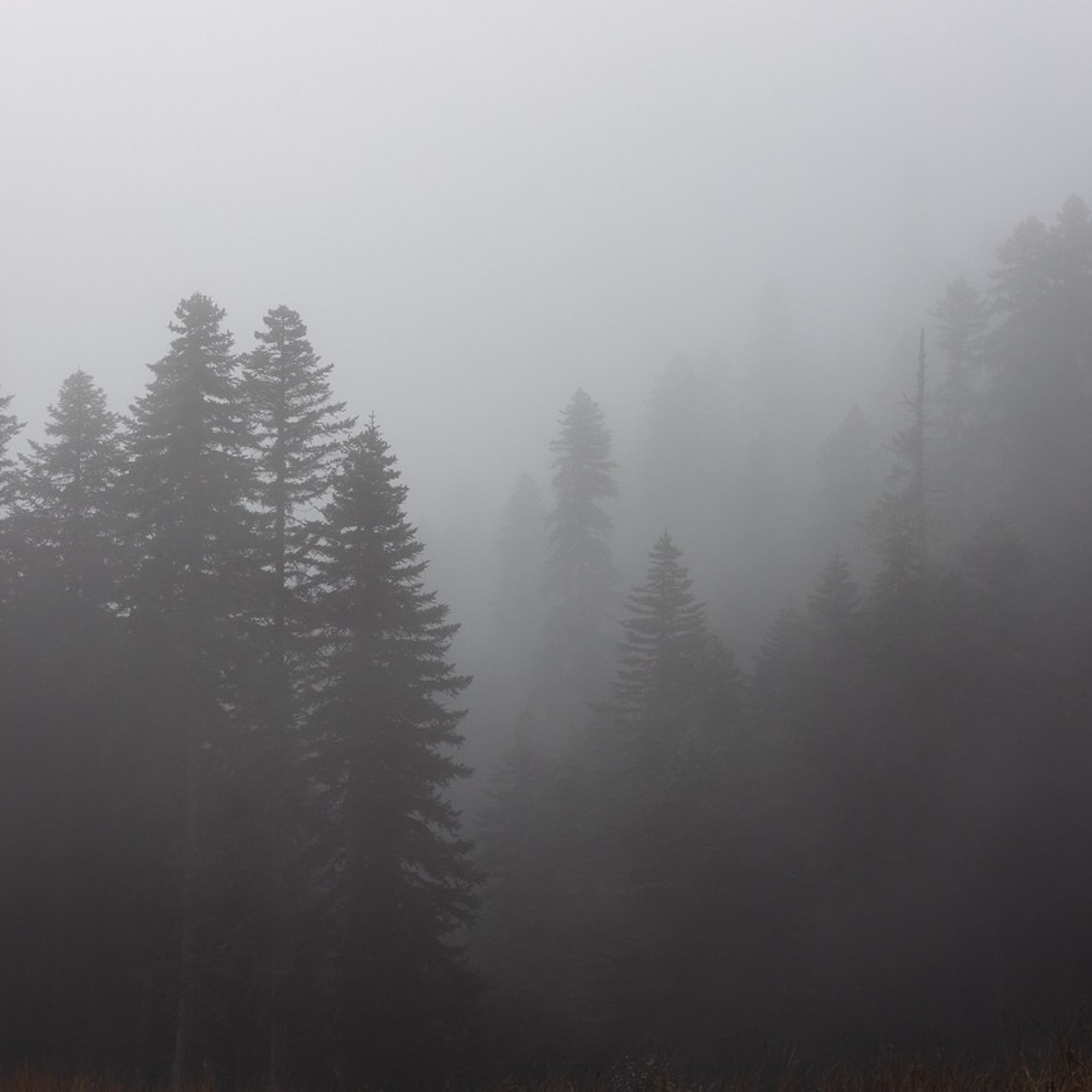 Отзывы. Александр Ченченко ака Саша Че. Свадебный, репортажный и портретный фотограф. Москва. Россия. Весь мир