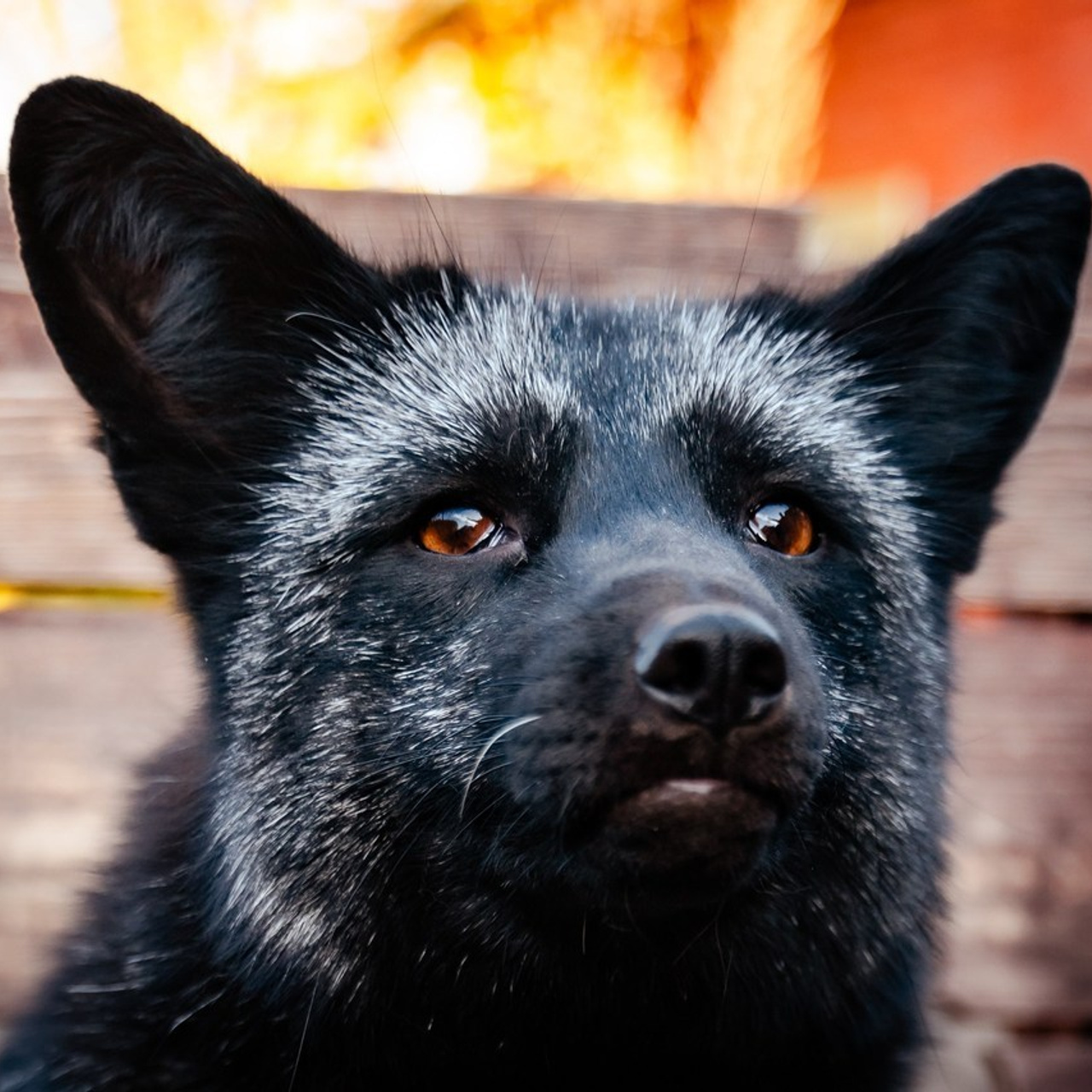 Отзывы. Фотограф самых запоминающихся моментов Вашей жизни
