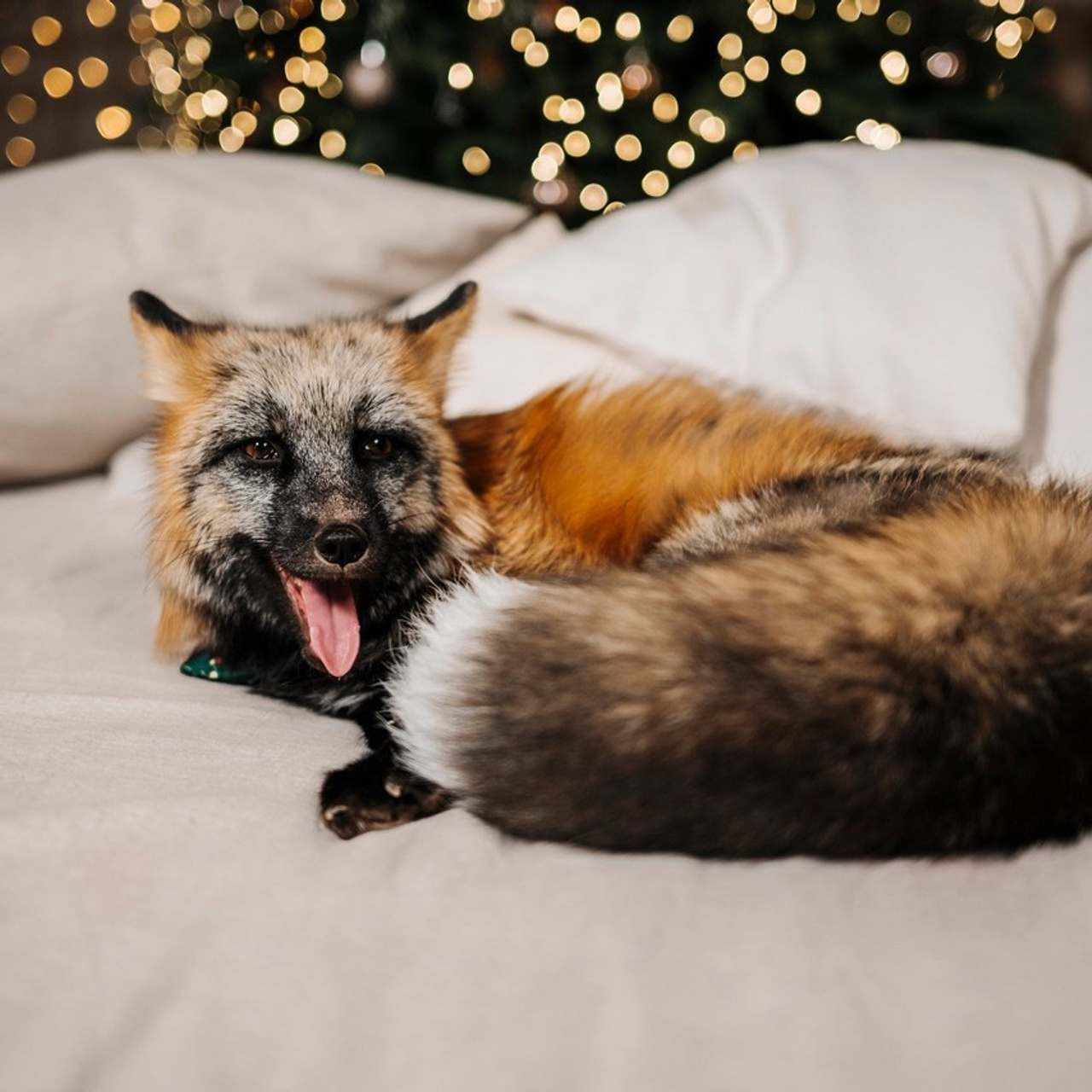 Отзывы. Фотограф самых запоминающихся моментов Вашей жизни