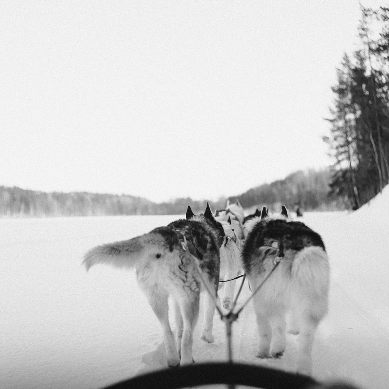 Отзывы. Фотограф Санкт-Петербург Макарова Дарья