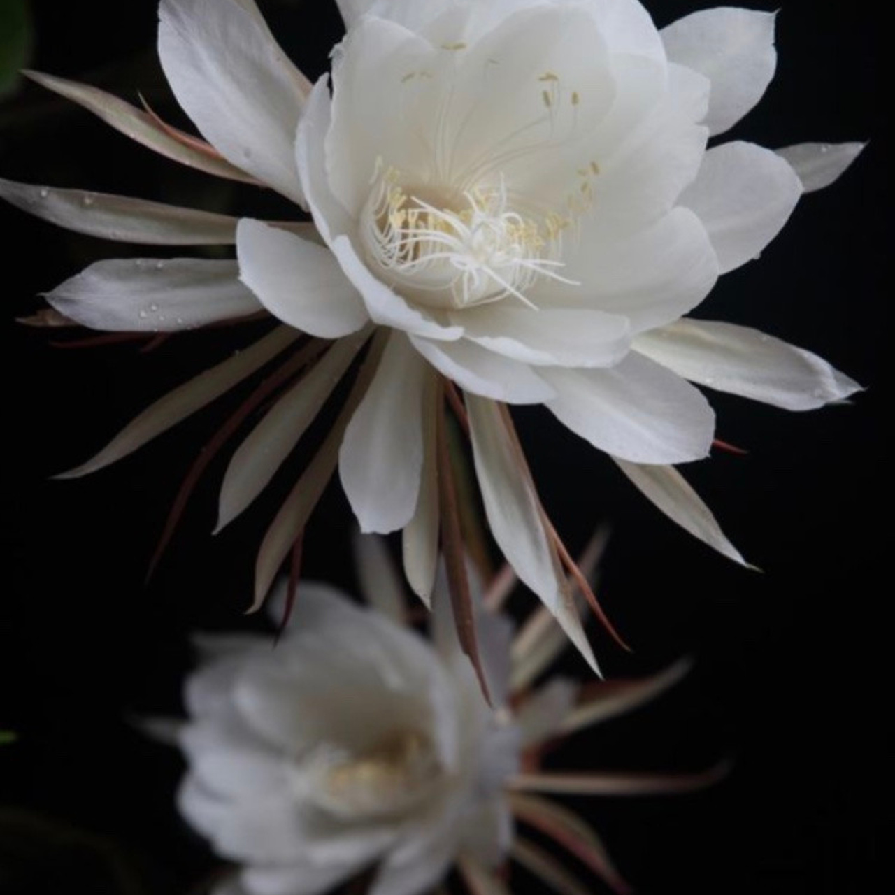 Отзывы и пожелания о Мастерской детской фотографии Happybook. Детский фотограф в Алматы, виньетки, выпускной альбом Алматы