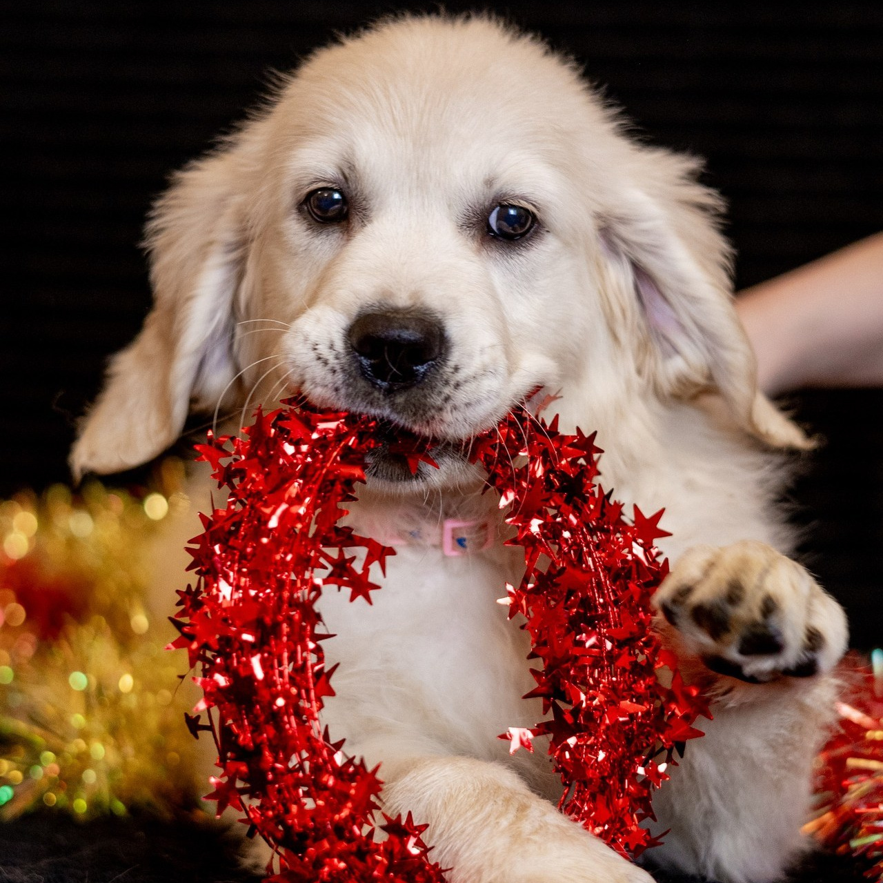 Отзывы. Фотограф-анималист в Москве Кириллова Татьяна