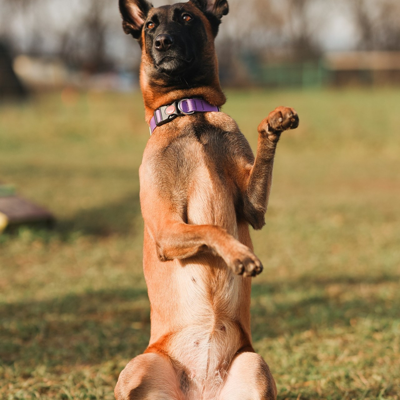 Отзывы. Фотограф-анималист в Москве Кириллова Татьяна
