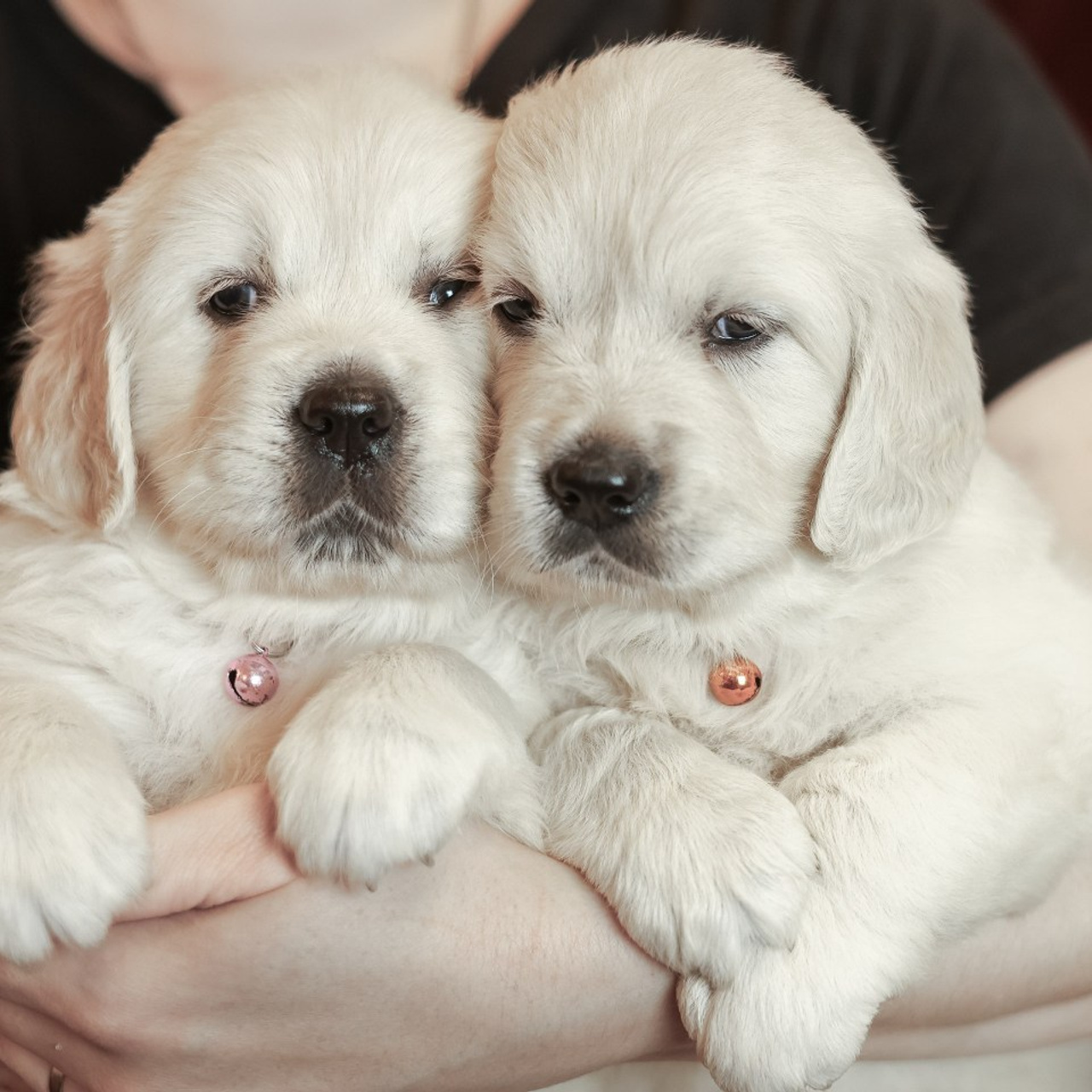 Отзывы. Фотограф-анималист в Москве Кириллова Татьяна