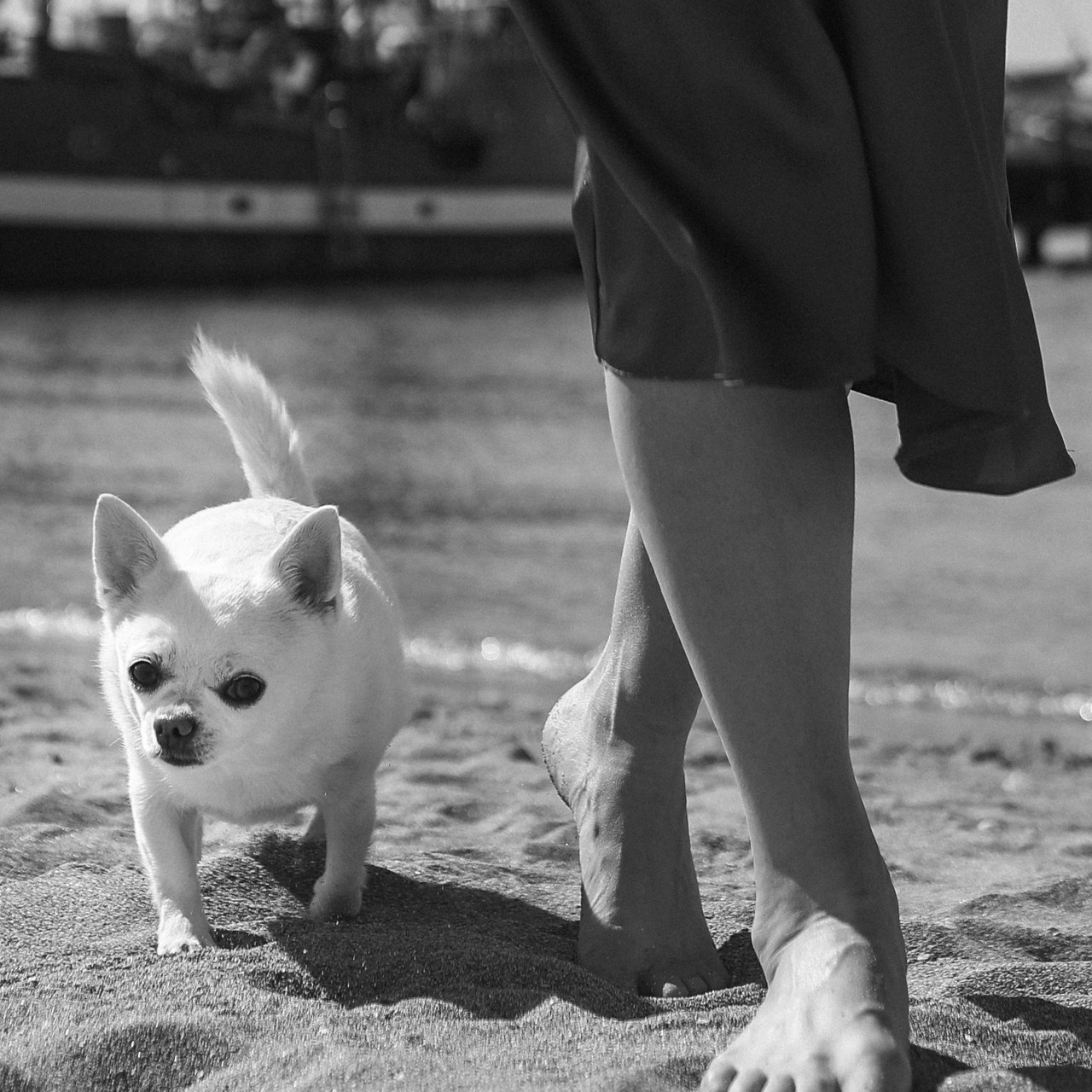 Отзывы. Фотограф-анималист в Москве Кириллова Татьяна