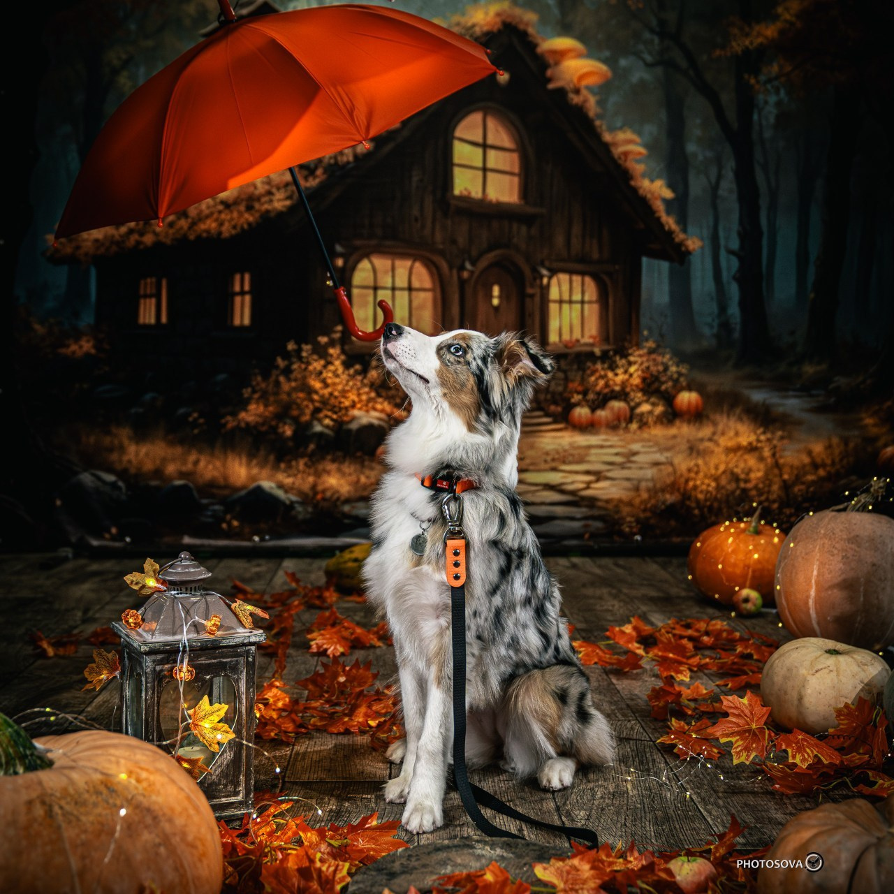 Отзывы. Фотограф-анималист, семейный фотограф в Москве и Подмосковье. Фотосъёмка кинологических дисциплин