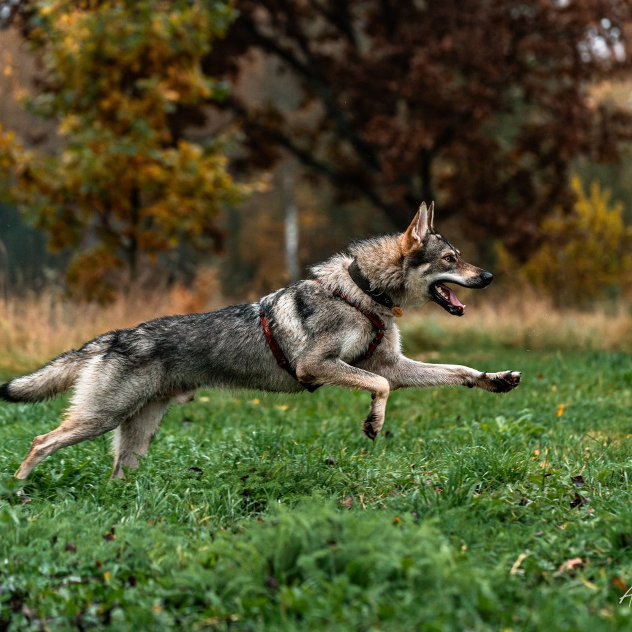 Отзывы. Фотограф-анималист, семейный фотограф в Москве и Подмосковье. Фотосъёмка кинологических дисциплин