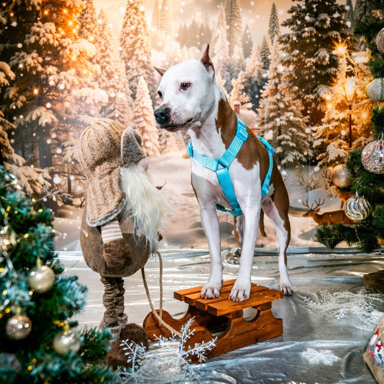 Отзывы. Фотограф-анималист, семейный фотограф в Москве и Подмосковье. Фотосъёмка кинологических дисциплин