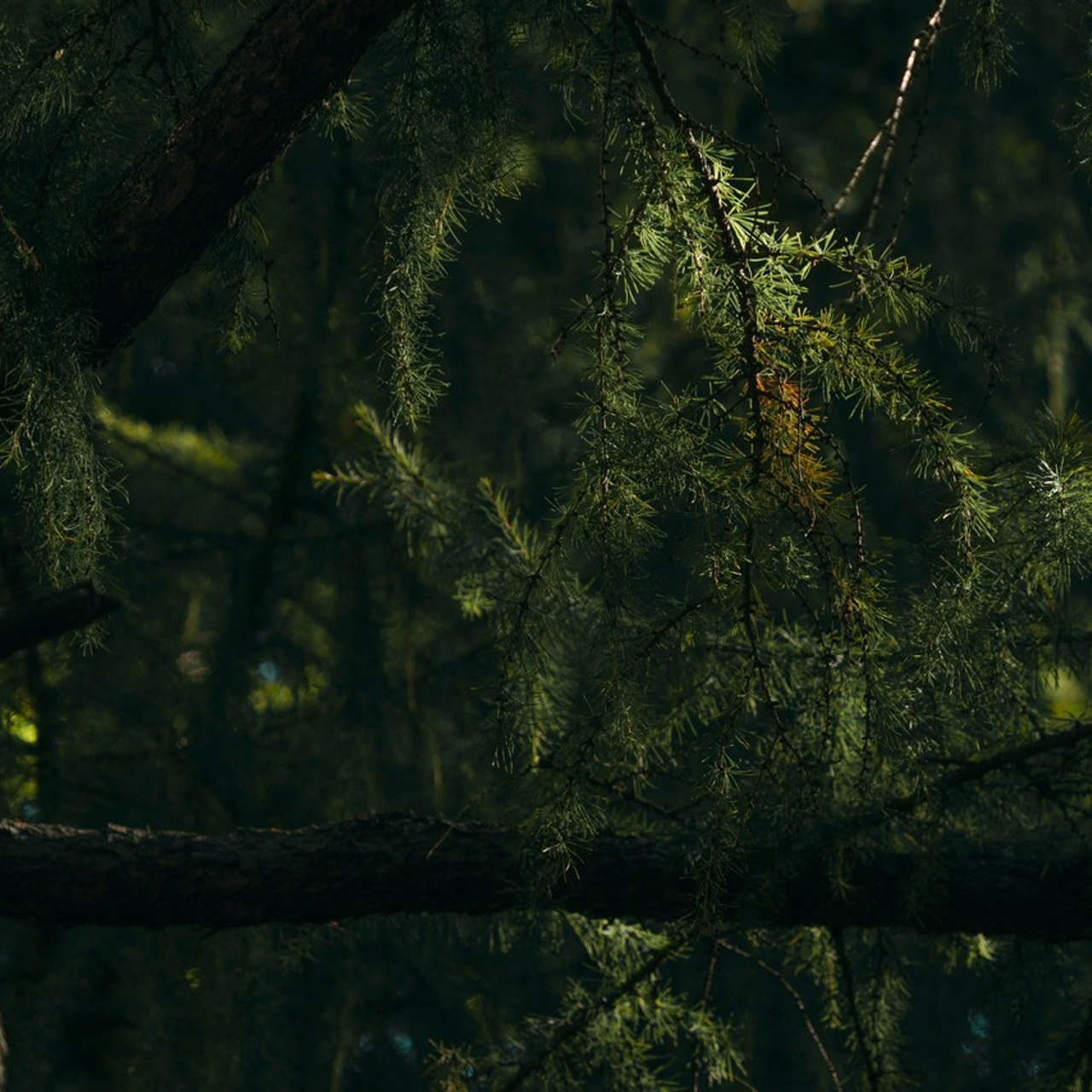Отзывы. Фотограф в Москве Алейникова Евгения
