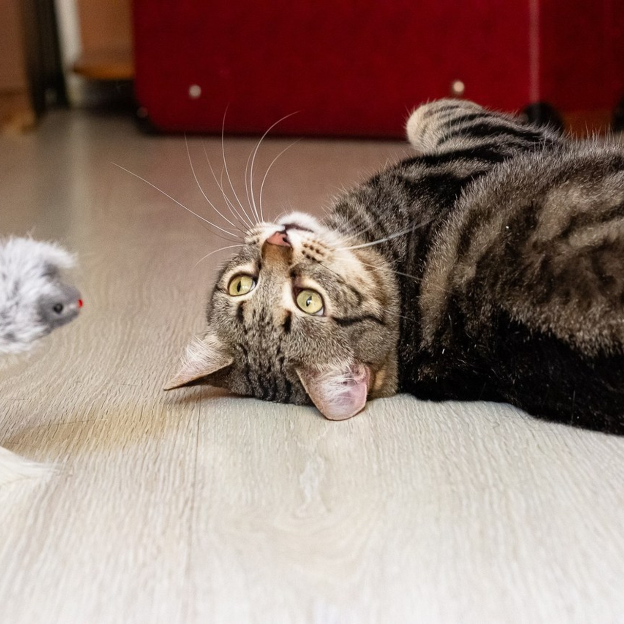 Отзывы. Фотограф Елена Зиновьева