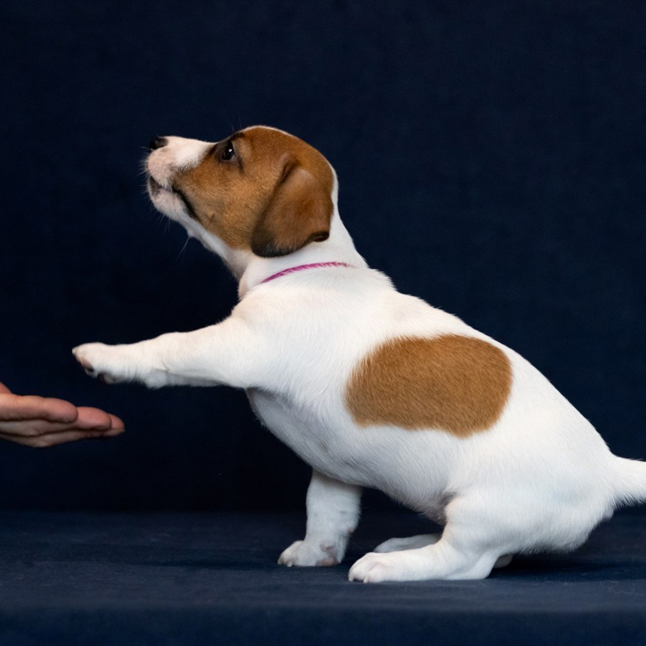 Отзывы. Фотограф — анималист в Москве и области Ольга Петракова