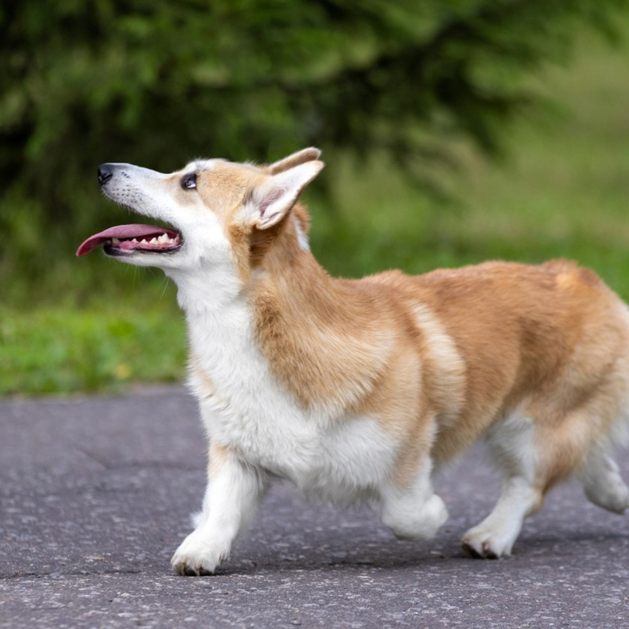 Отзывы. Фотограф — анималист в Москве и области Ольга Петракова