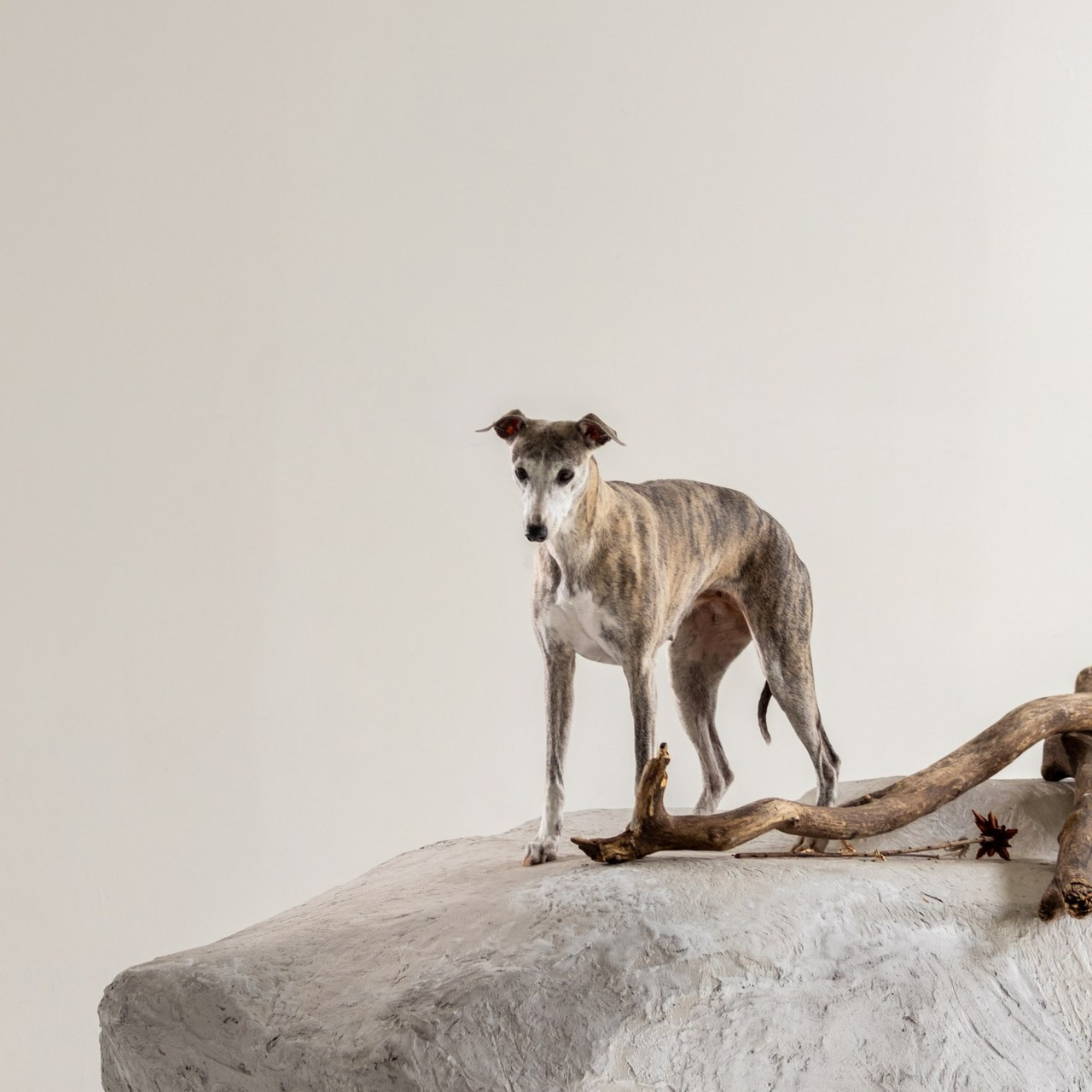 Отзывы. Фотограф — анималист в Москве и области Ольга Петракова