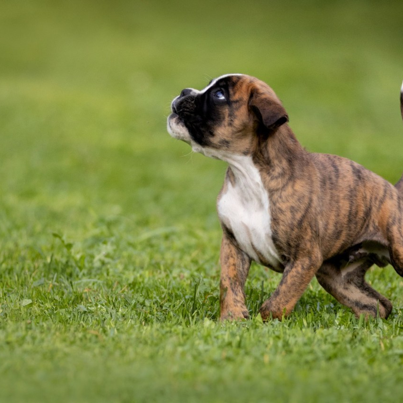 Отзывы. Фотограф — анималист в Москве и области Ольга Петракова