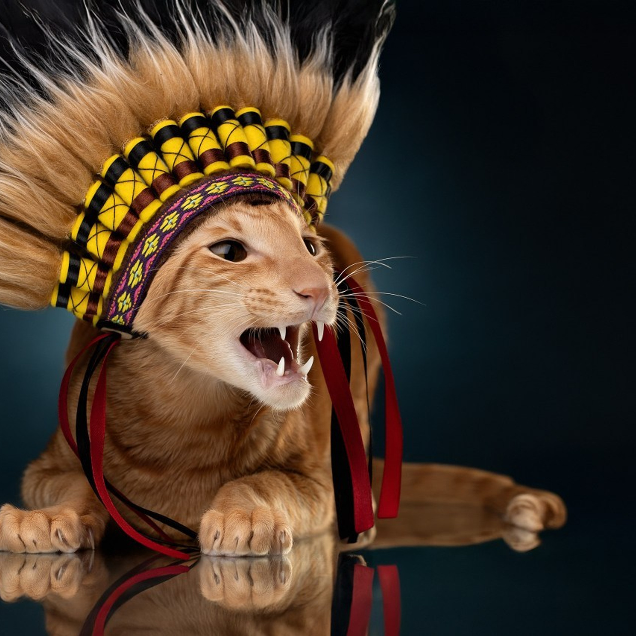 Отзывы. Фотограф анималист в Санкт-Петербурге Светлана Писарева