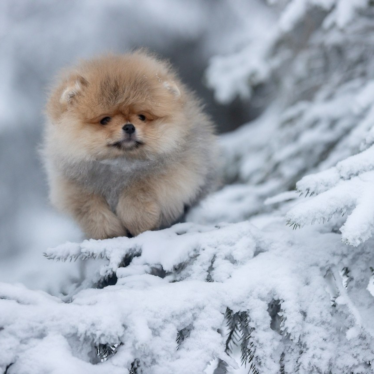Отзывы. Фотограф анималист в Санкт-Петербурге Светлана Писарева