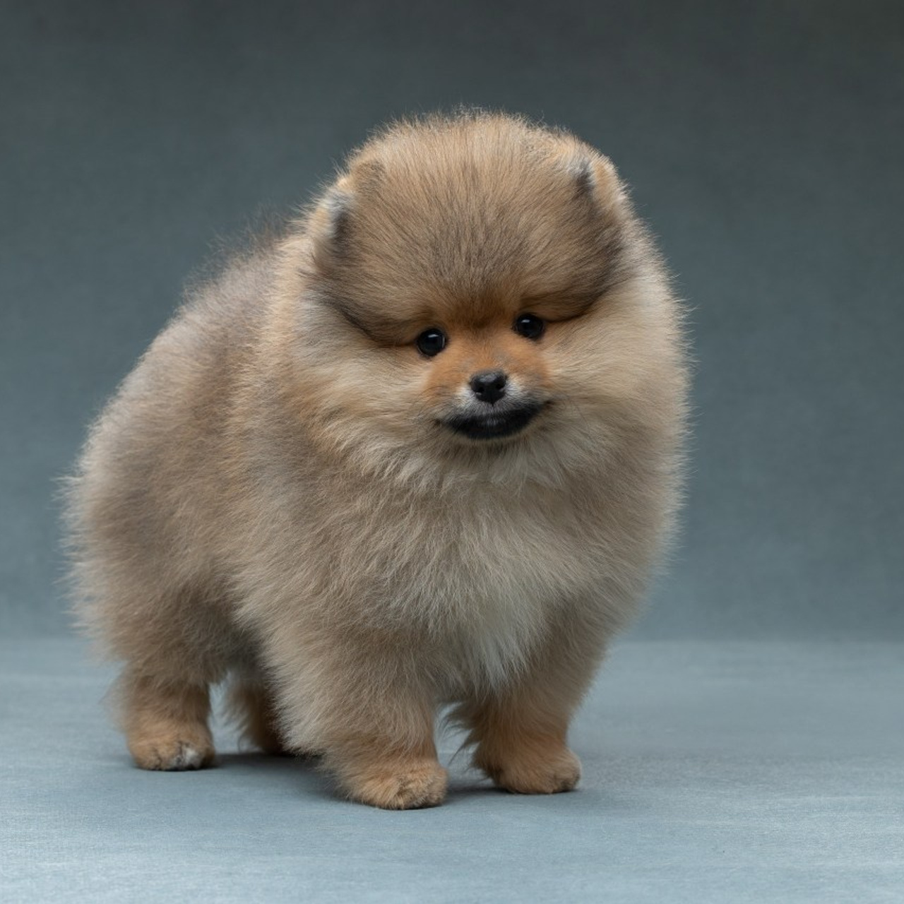 Отзывы. Фотограф анималист в Санкт-Петербурге Светлана Писарева