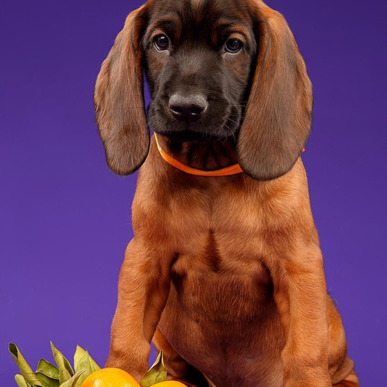 Отзывы. Фотограф анималист в Санкт-Петербурге Светлана Писарева