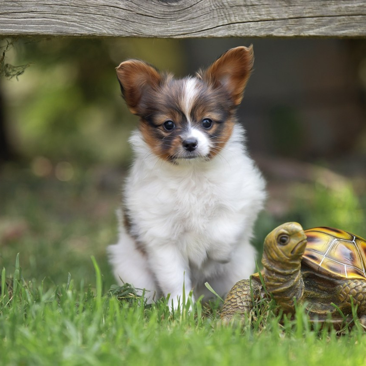 Отзывы. Фотограф анималист в Санкт-Петербурге Светлана Писарева