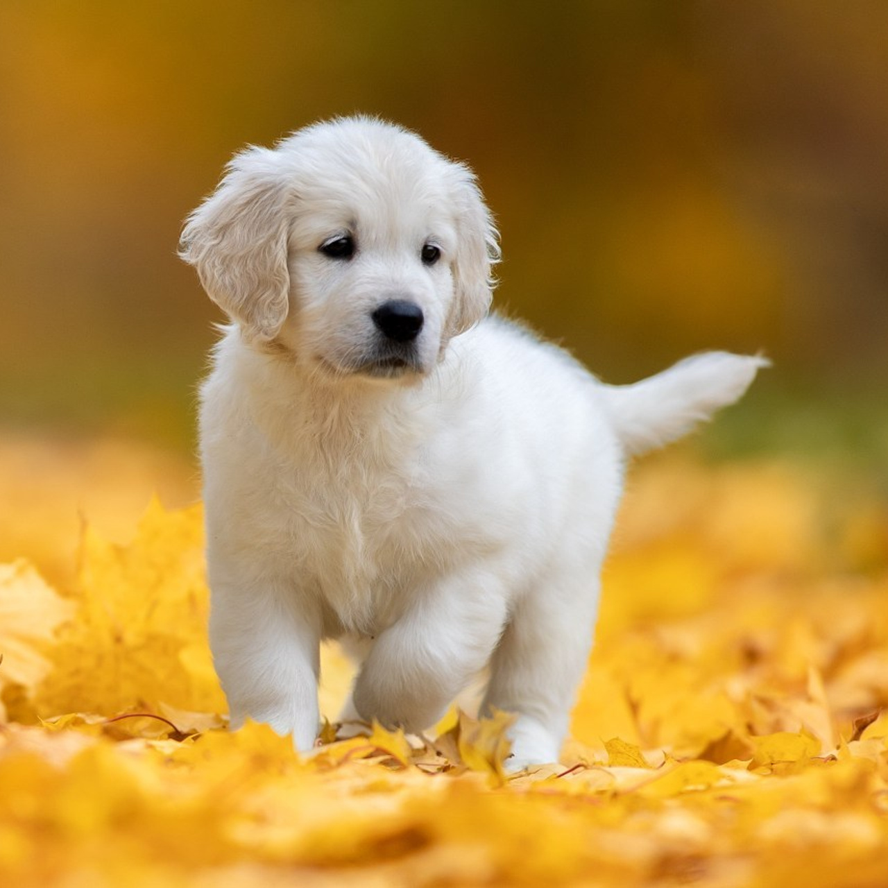 Отзывы. Фотограф анималист в Санкт-Петербурге Светлана Писарева