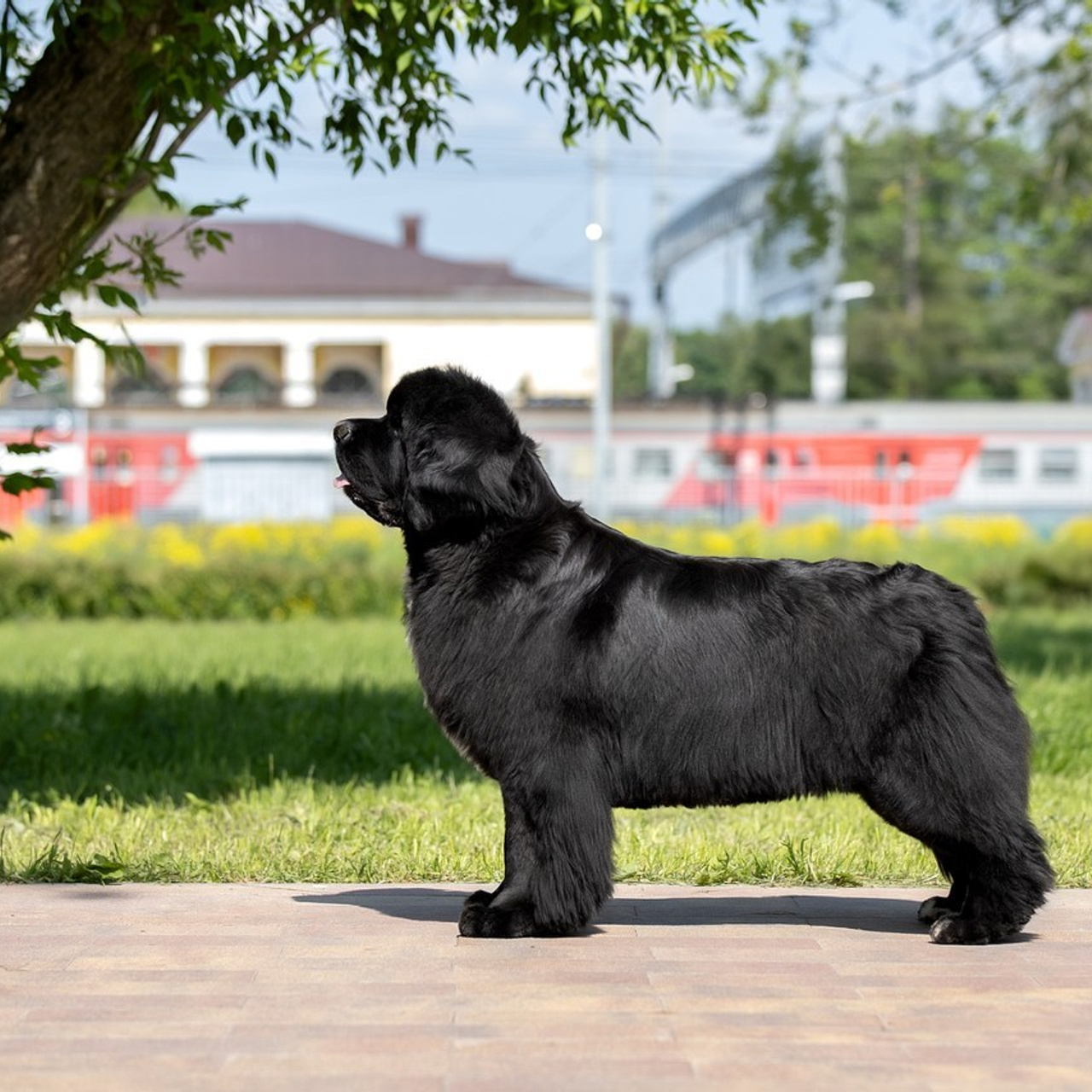 Отзывы. Фотограф анималист в Санкт-Петербурге Светлана Писарева