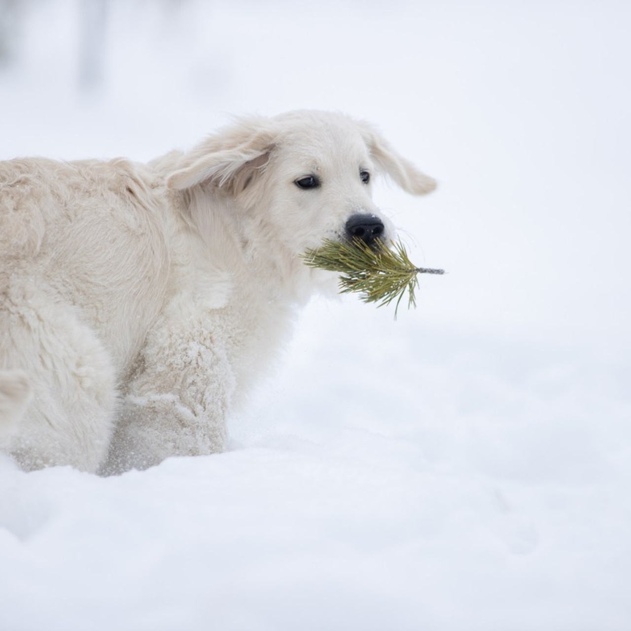 Отзывы. Фотограф анималист в Санкт-Петербурге Светлана Писарева