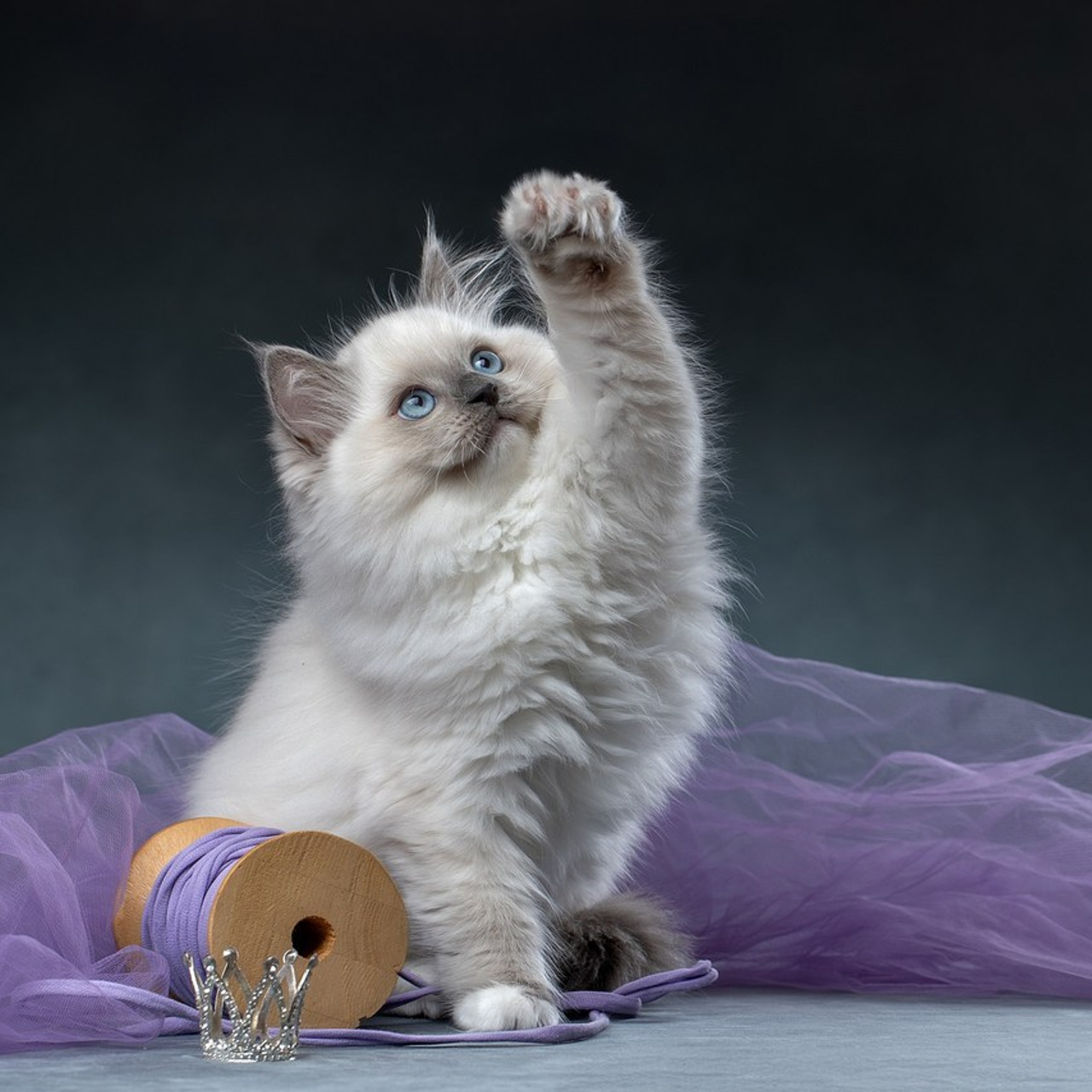 Отзывы. Фотограф анималист в Санкт-Петербурге Светлана Писарева