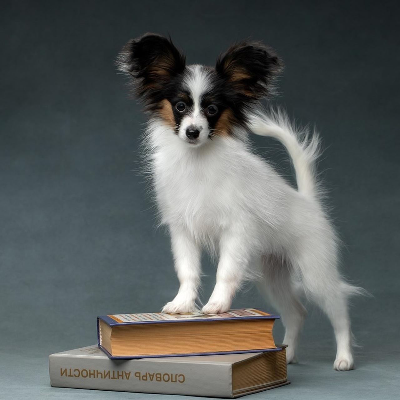 Отзывы. Фотограф анималист в Санкт-Петербурге Светлана Писарева