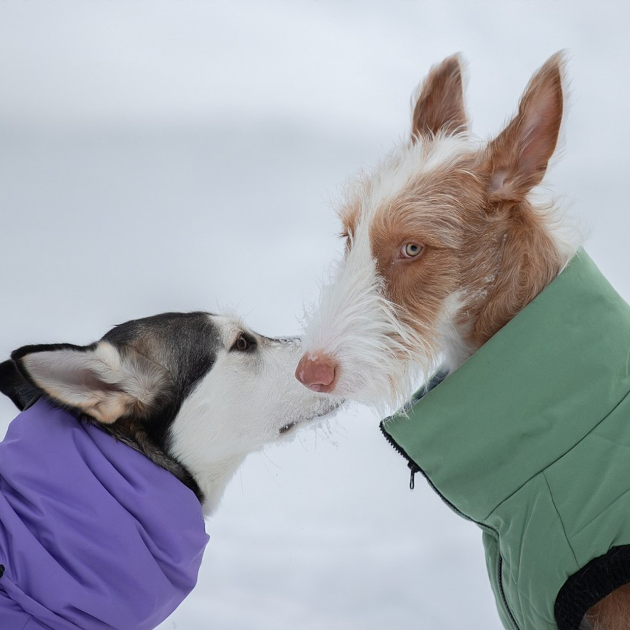 Отзывы. Фотограф анималист в Санкт-Петербурге Светлана Писарева