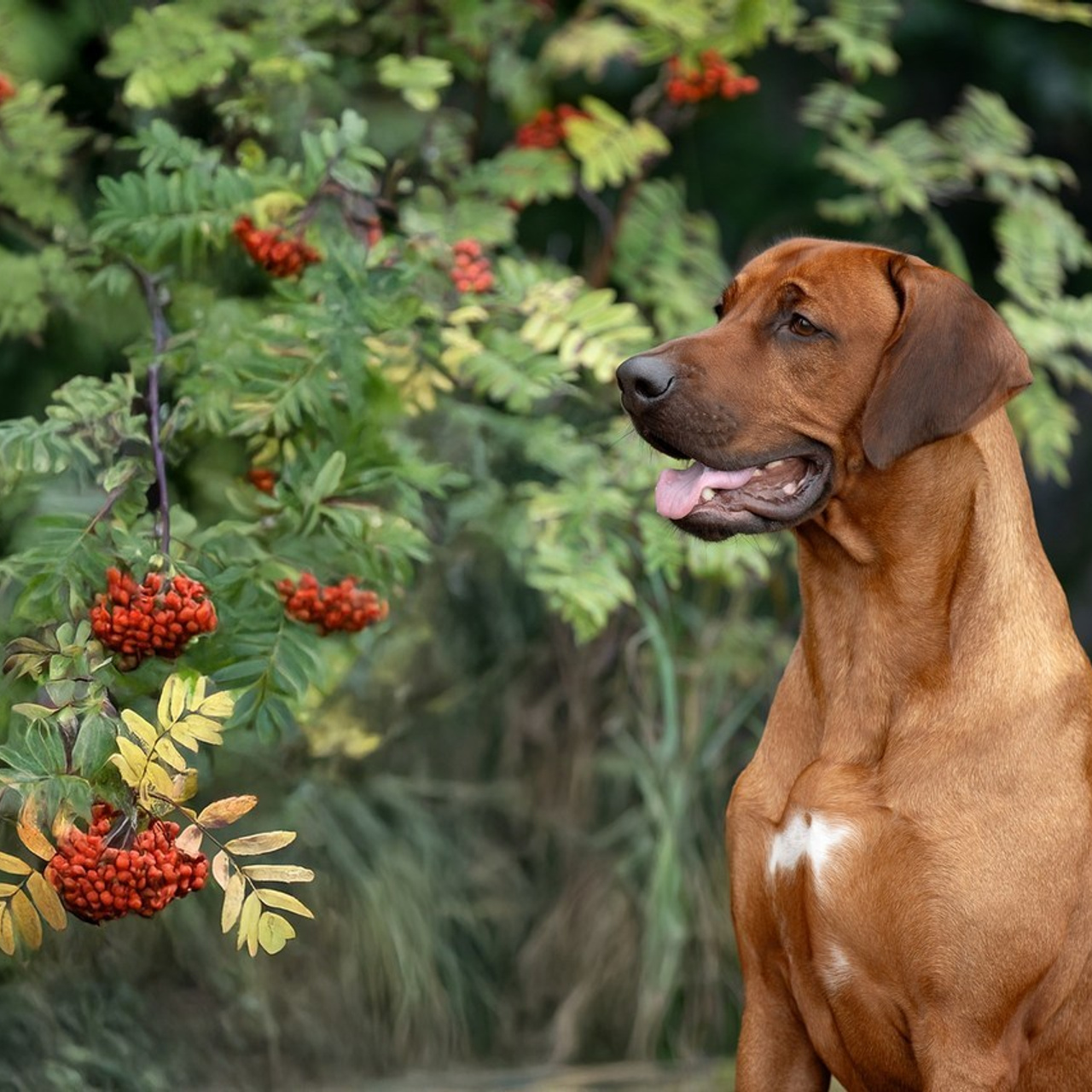 Отзывы. Фотограф анималист в Санкт-Петербурге Светлана Писарева