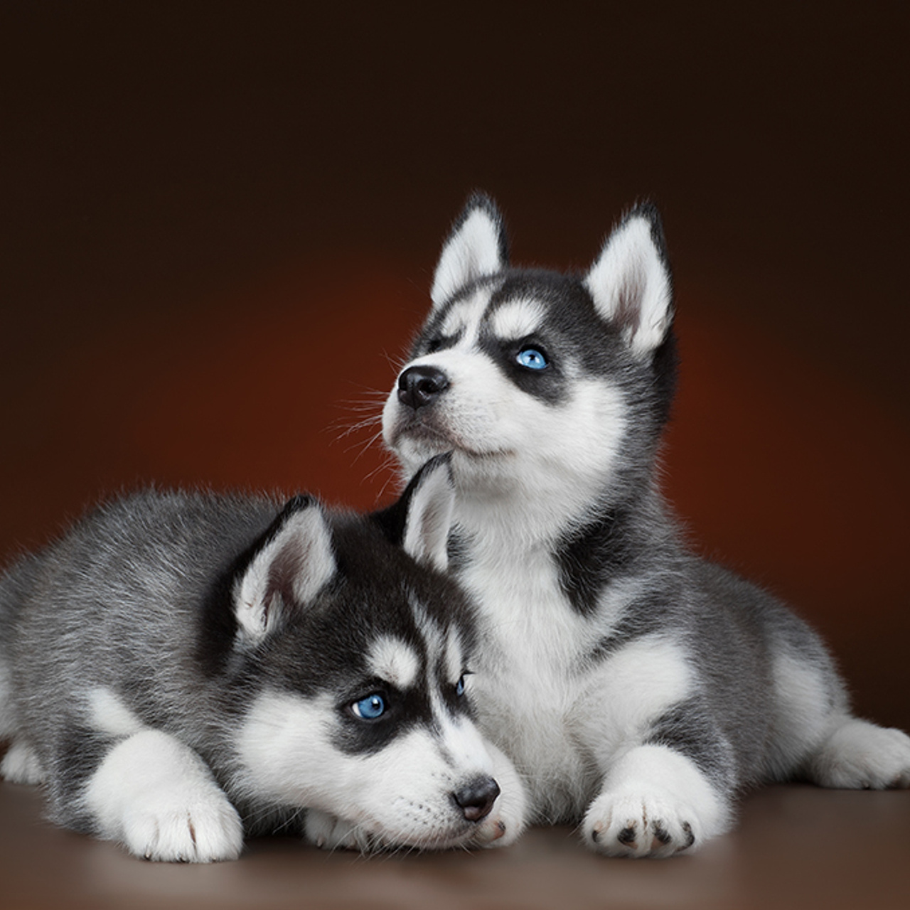 Отзывы. Фотограф анималист в Санкт-Петербурге Светлана Писарева