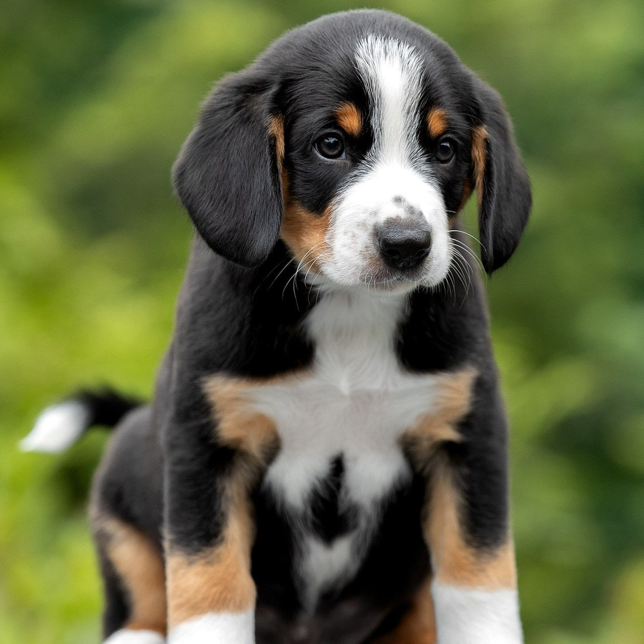 Отзывы. Фотограф анималист в Санкт-Петербурге Светлана Писарева