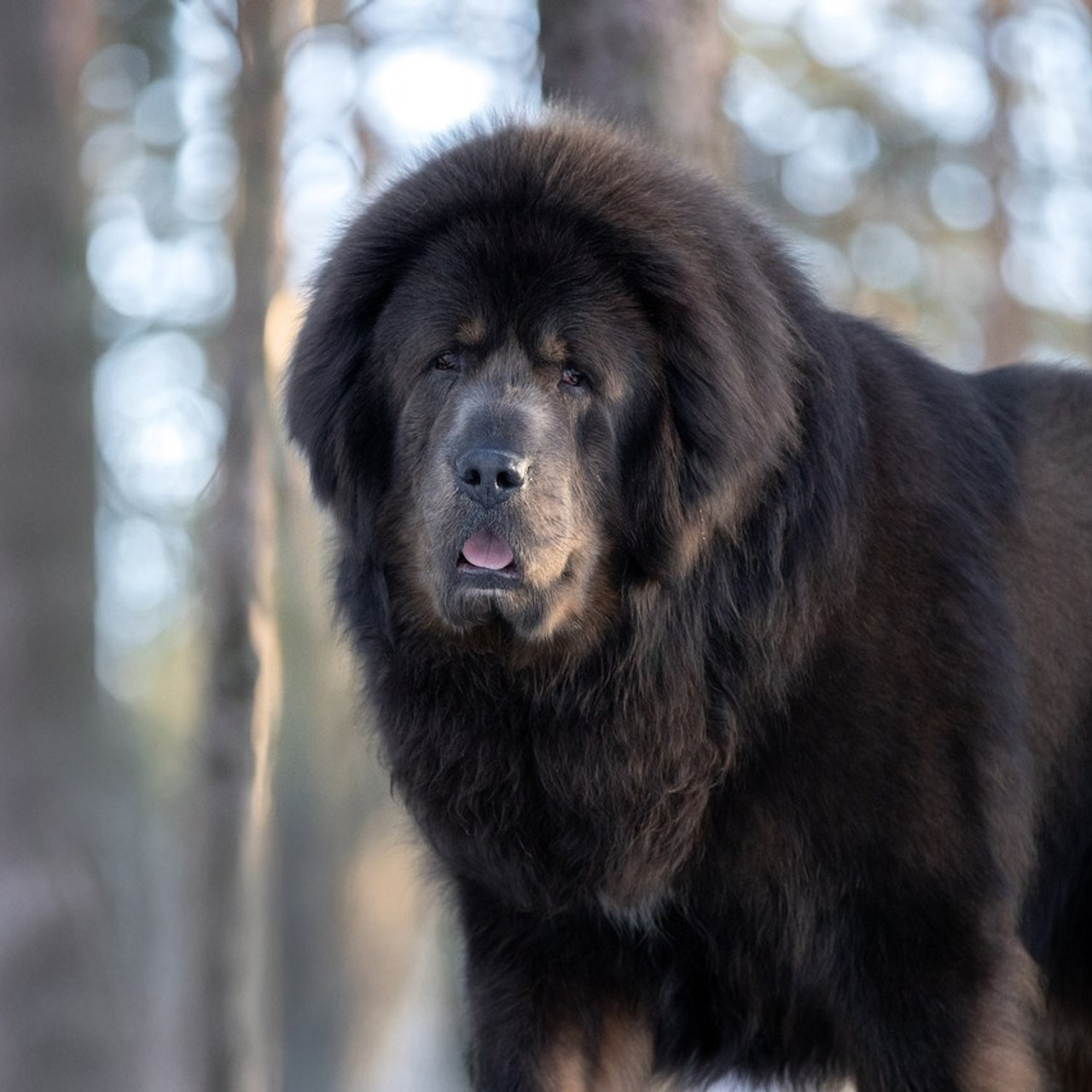 Отзывы. Фотограф анималист в Санкт-Петербурге Светлана Писарева