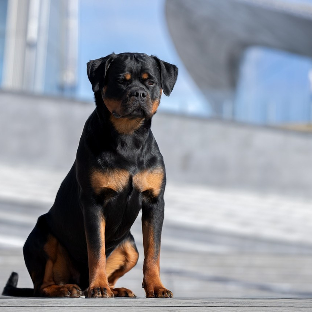 Отзывы. Фотограф анималист в Санкт-Петербурге Светлана Писарева