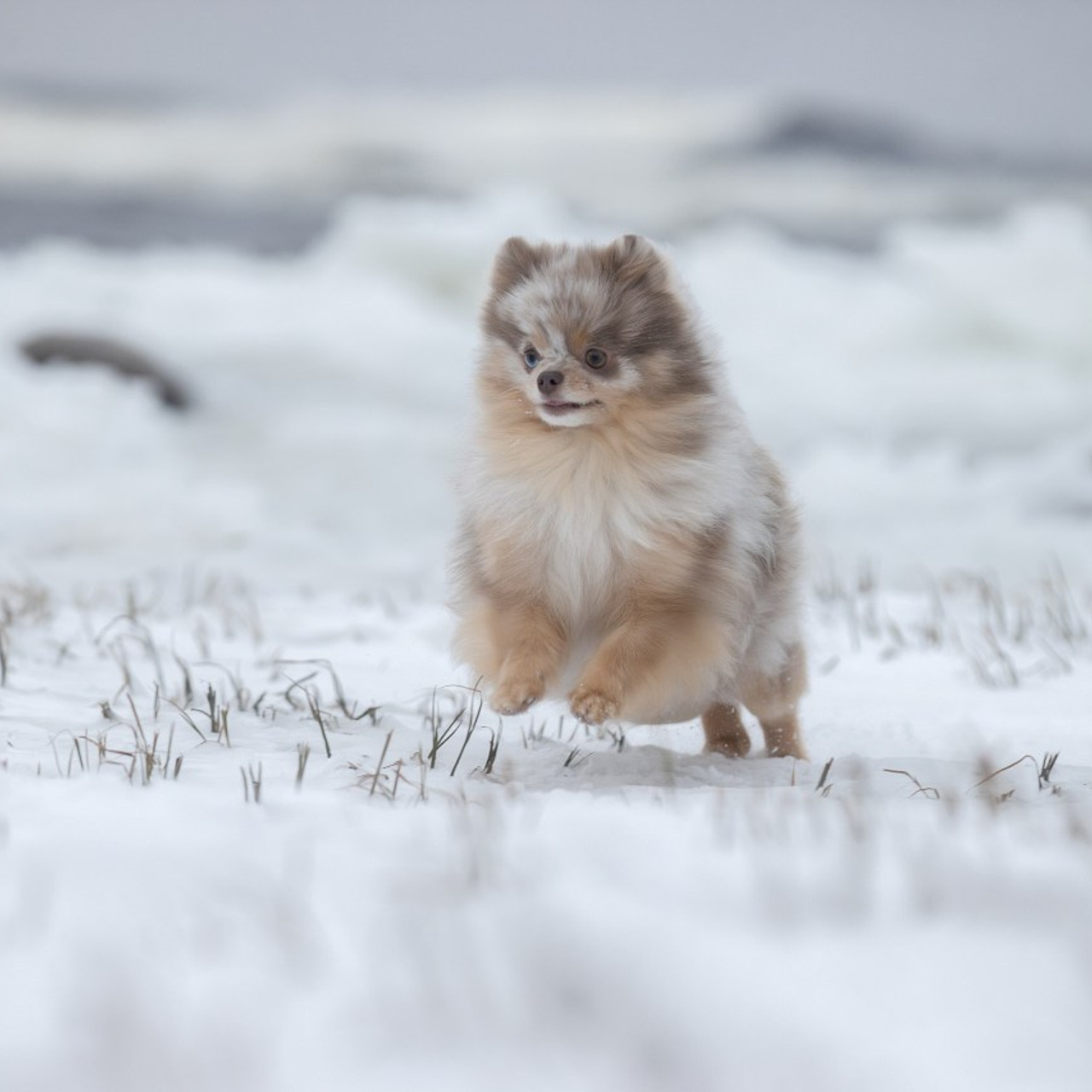 Отзывы. Фотограф анималист в Санкт-Петербурге Светлана Писарева