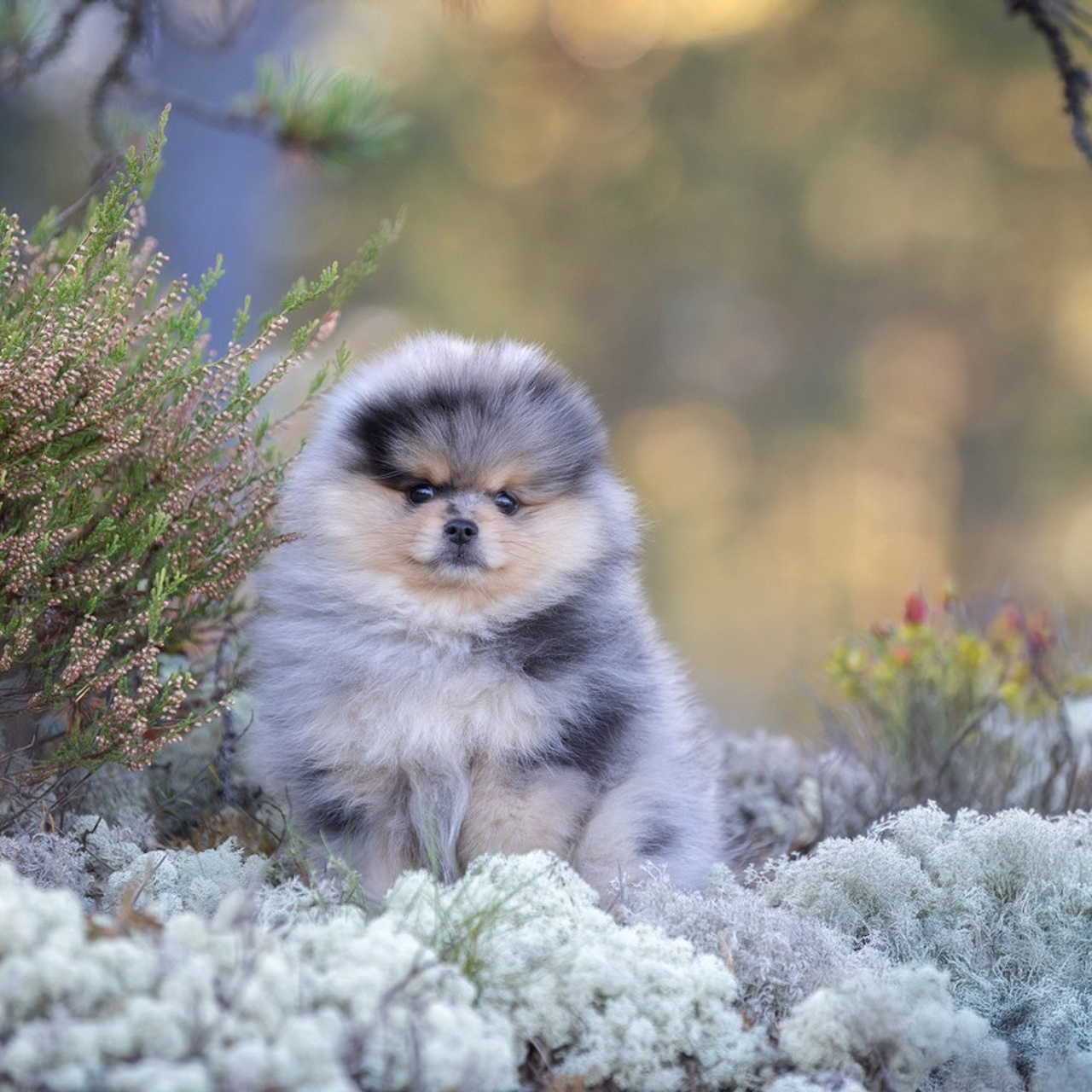 Отзывы. Фотограф анималист в Санкт-Петербурге Светлана Писарева