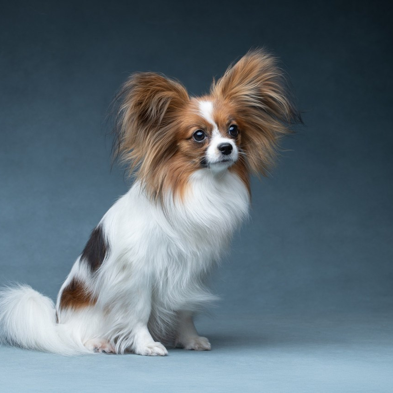 Отзывы. Фотограф анималист в Санкт-Петербурге Светлана Писарева