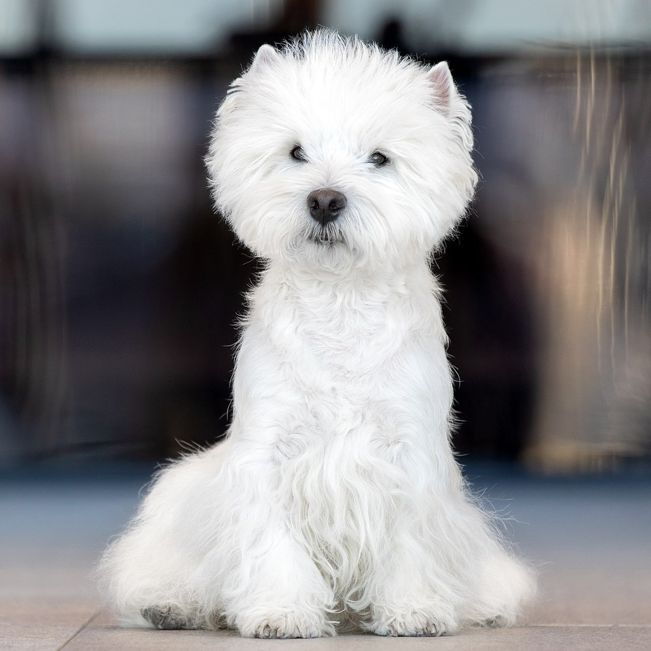 Отзывы. Фотограф анималист в Санкт-Петербурге Светлана Писарева