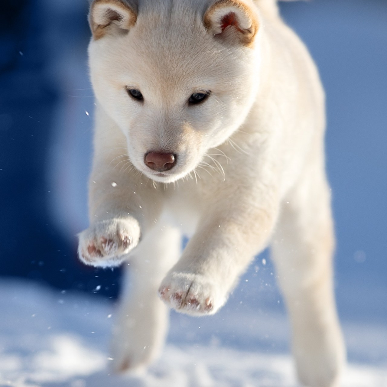 Отзывы. Фотограф анималист в Санкт-Петербурге Светлана Писарева