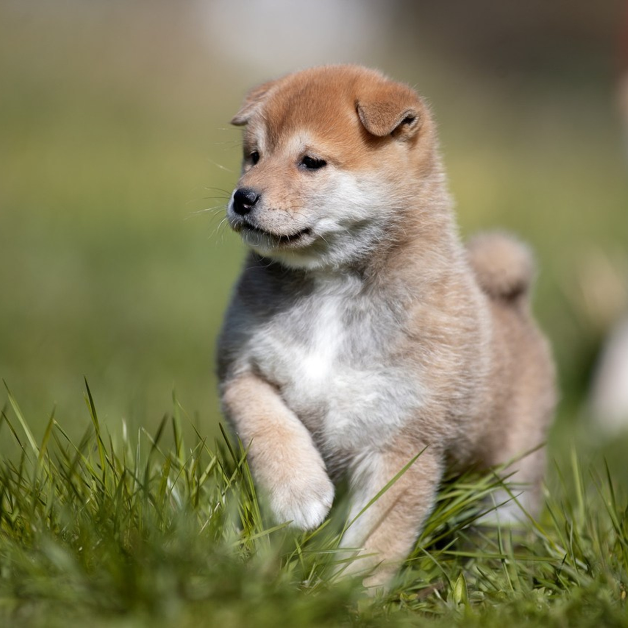 Отзывы. Фотограф анималист в Санкт-Петербурге Светлана Писарева
