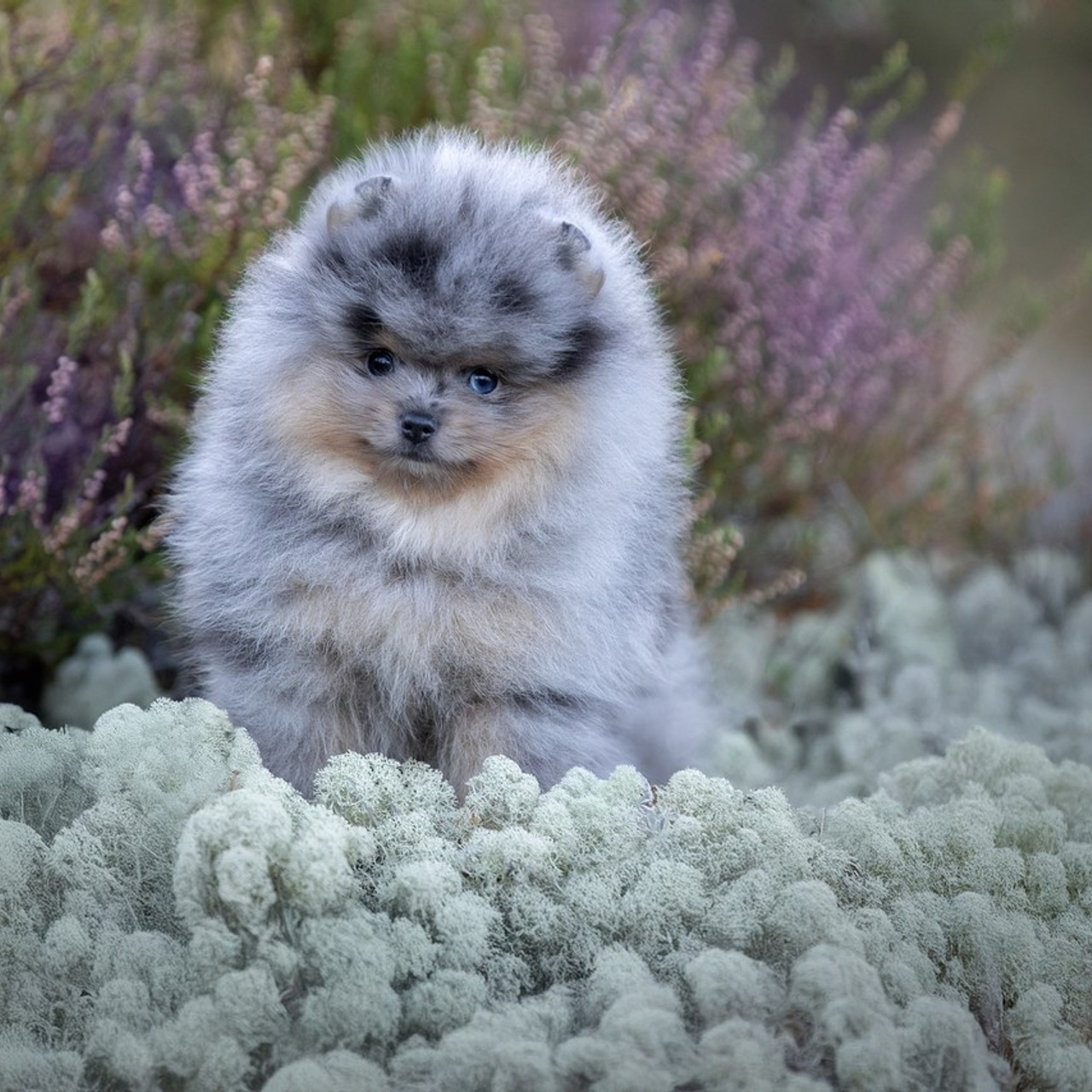 Отзывы. Фотограф анималист в Санкт-Петербурге Светлана Писарева