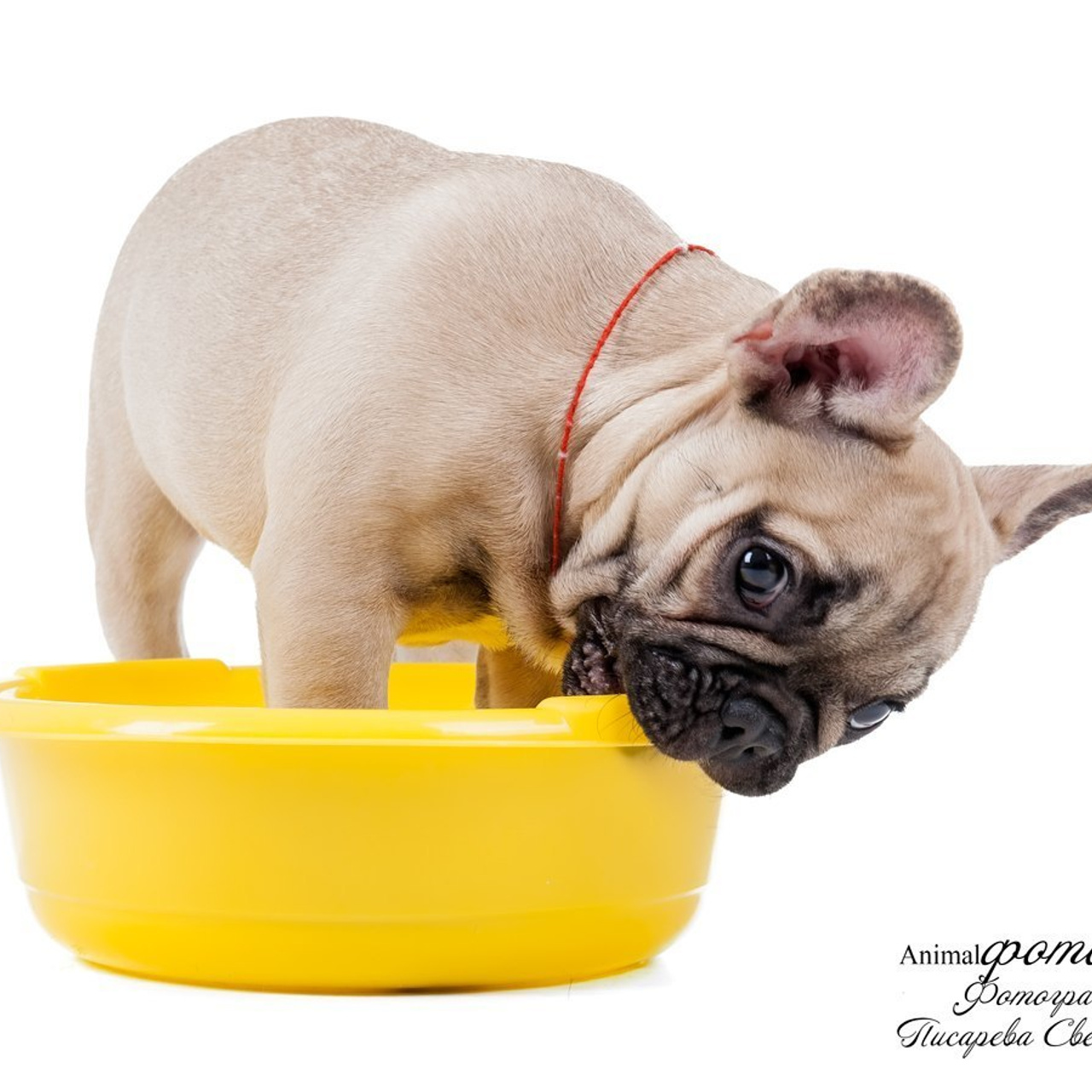 Отзывы. Фотограф анималист в Санкт-Петербурге Светлана Писарева