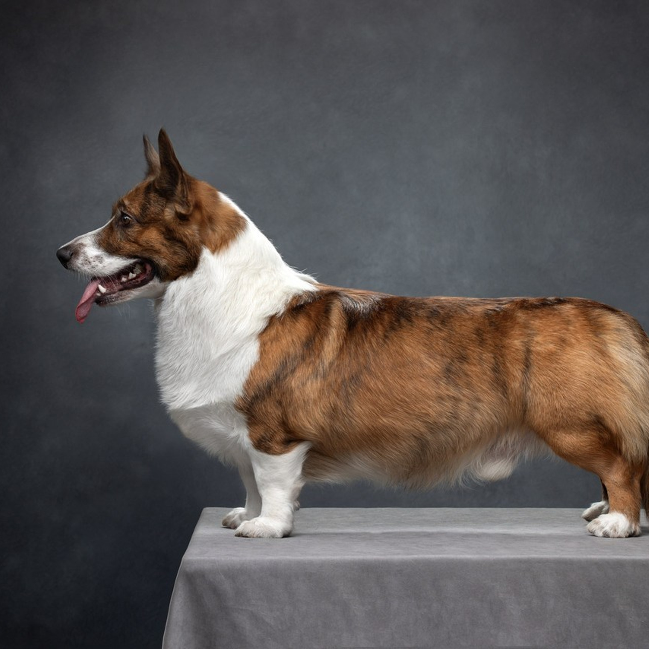 Отзывы. Фотограф анималист в Санкт-Петербурге Светлана Писарева