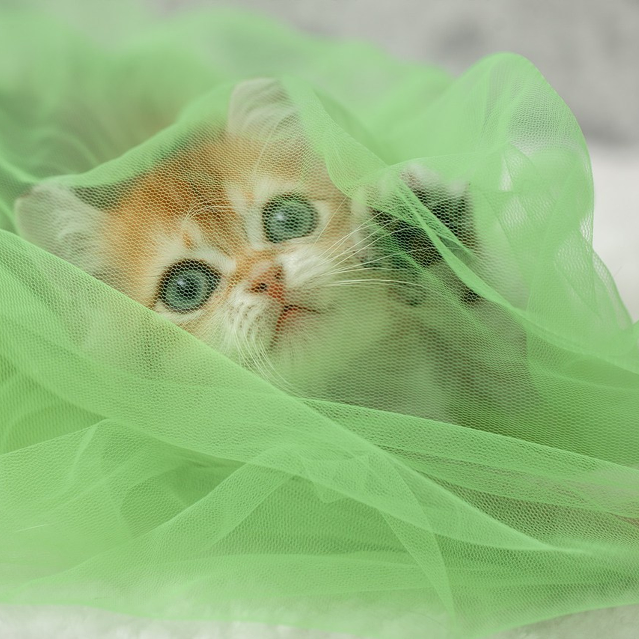 Отзывы. Фотограф анималист в Санкт-Петербурге Светлана Писарева