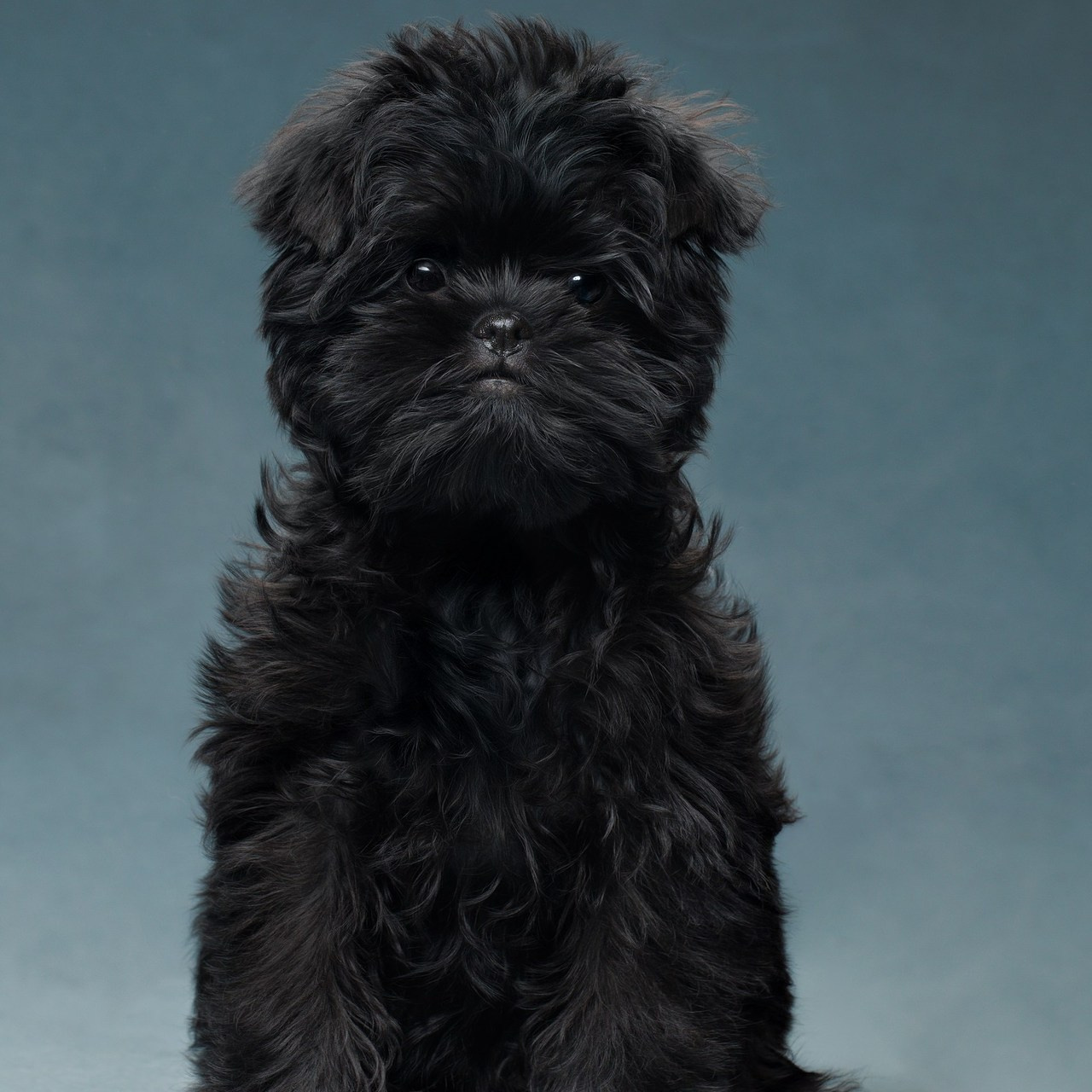 Отзывы. Фотограф анималист в Санкт-Петербурге Светлана Писарева