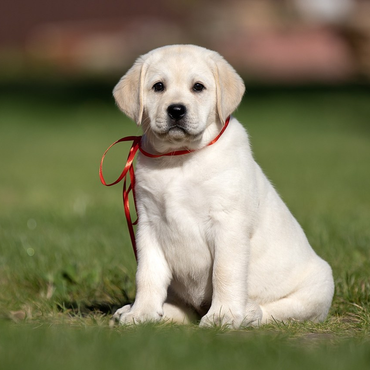 Отзывы. Фотограф анималист в Санкт-Петербурге Светлана Писарева